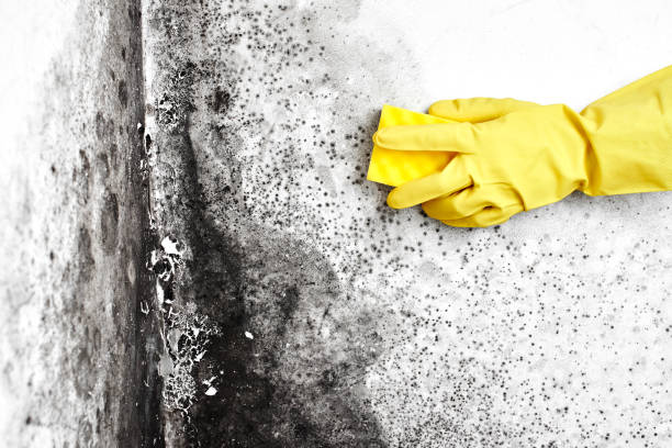 Mold Documentation for Insurance Claims in Laguna Beach, FL
