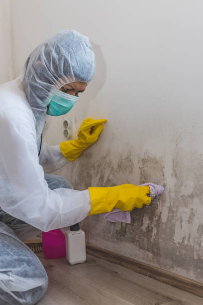 Best HVAC Mold Inspection and Cleaning  in Laguna Beach, FL