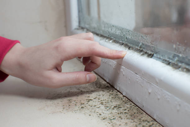 Best Mold-Related Health Consultation  in Laguna Beach, FL