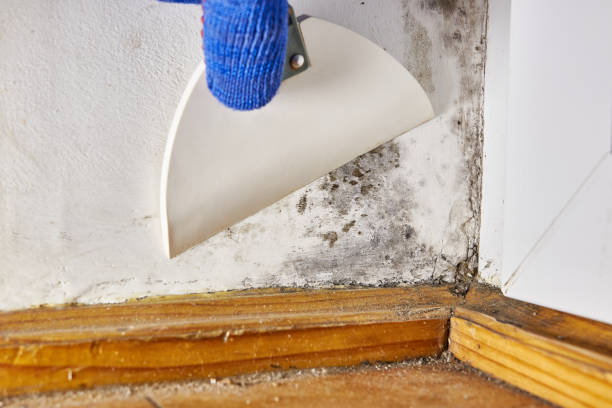 Best Post-Remediation Verification Testing  in Laguna Beach, FL